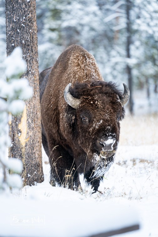 ruta usa costa oest-33