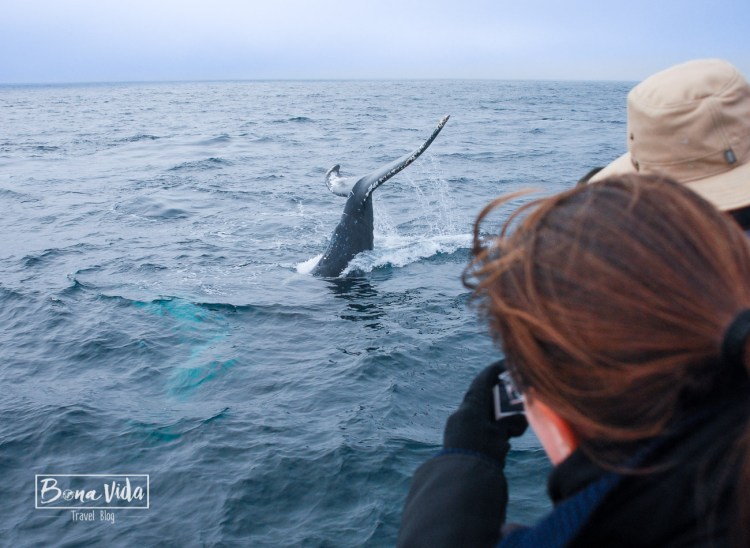 ruta usa costa oest monterey balena-1