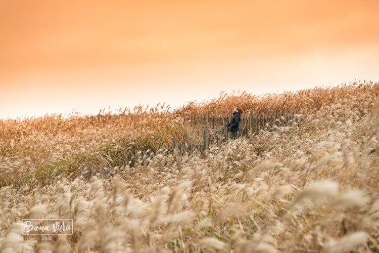 ganes de mon corea cris vent