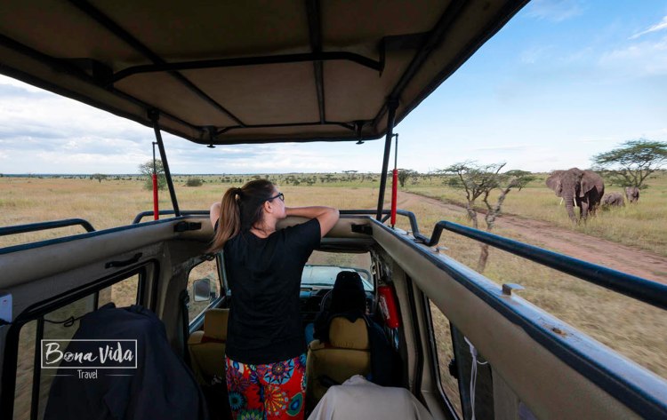 ganes de mon tanzania elefants cris