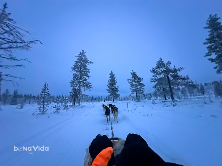Vista d'una excursió en trineu tirat per gossos en un paisatge nevat durant l'horabaixa, amb arbres coberts de neu a cada costat del camí.
