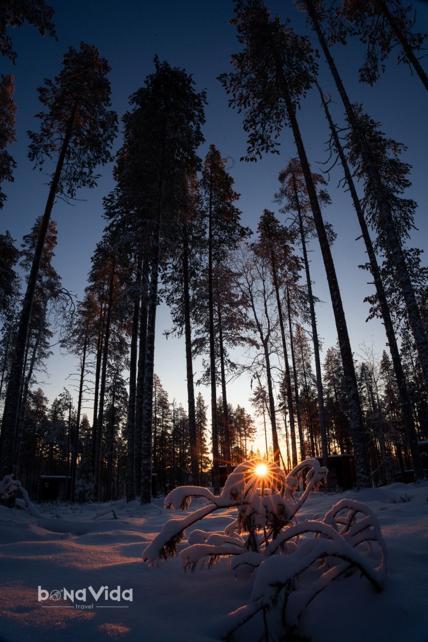 Posta d'sol entre arbres nevats en un bosc d'hivern.